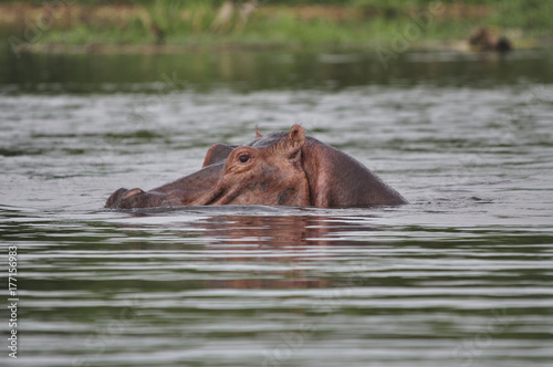 Close-up of hippo with eyes just above water