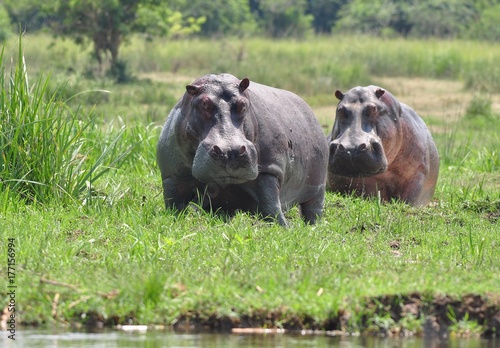Big hippos on land looking our way