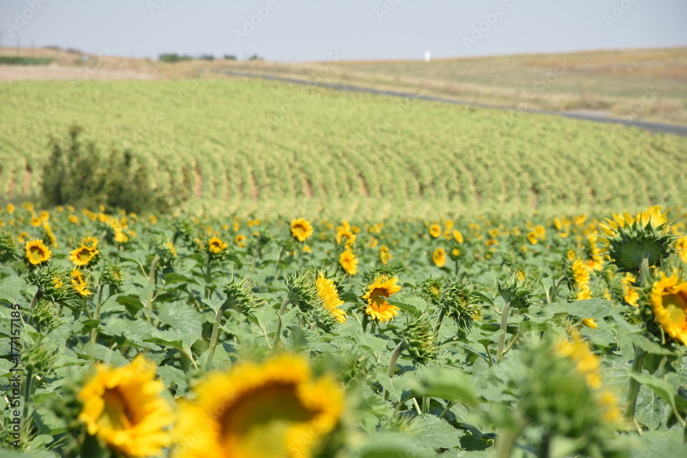 Sunflower Farmland