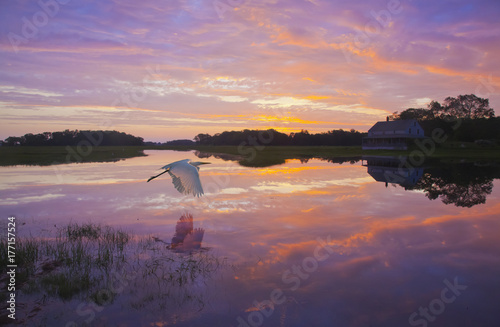Dawn's Light With Motif #2 - A great egret skims the water surface in early morning sunrise light with reflection.