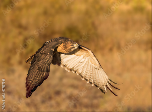 Morning Light Flight - A red-tailed hawk in wings down formation flies in the early morning sunrise light.