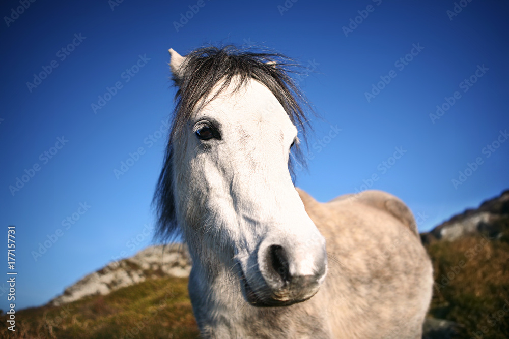 Wild White Welsh Pony Horse in Countryside on Sunny Day Wild White Welsh Pony Horse in Countryside on Sunny Day