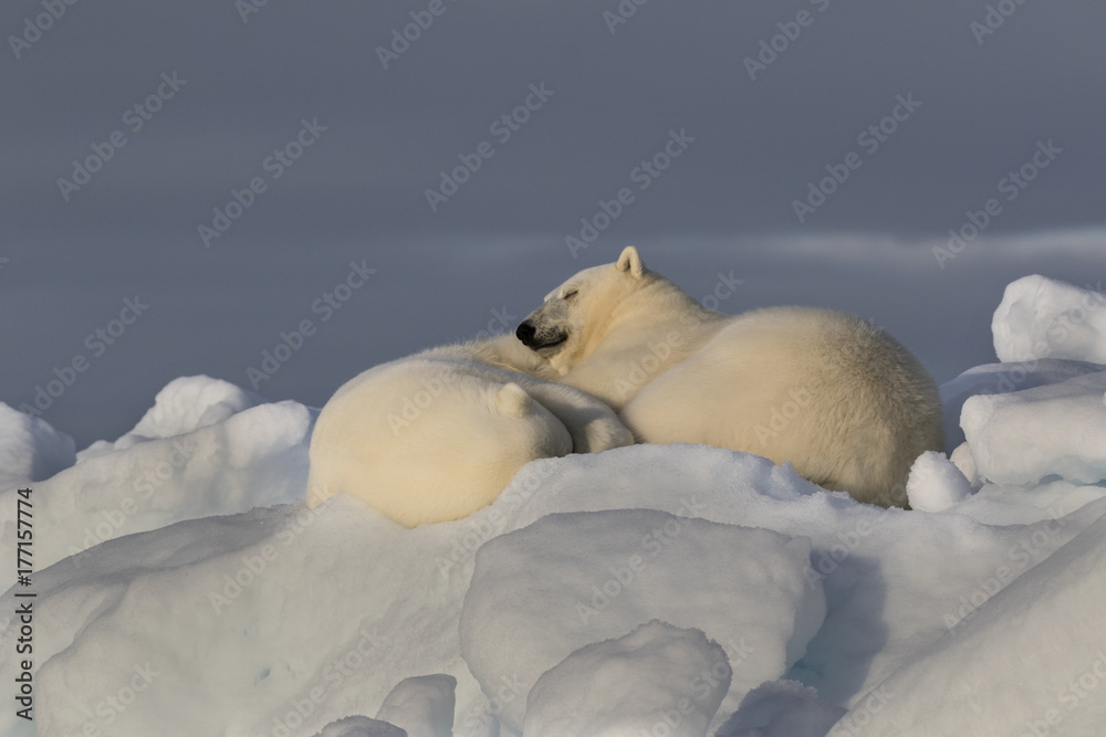 Φωτογραφία Dreaming of Seals - A mother and yearling cub polar bear sleep on an iceberg