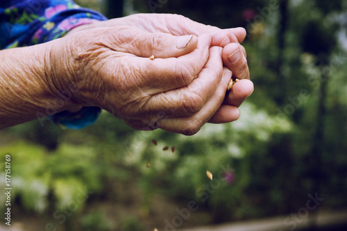 Wheat grains in the old wrinkled hands of my grandmother © Pavlo
