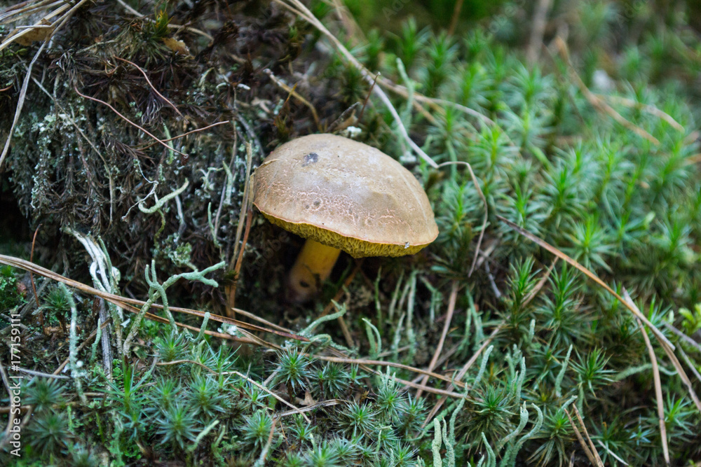 Forest mushroom in green moss and pine mulch. Forest mushroom in green moss and pine mulch.
