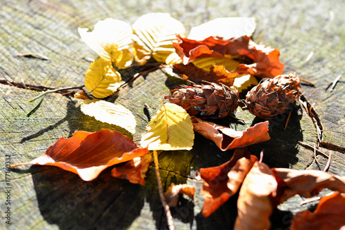 bunter Blätter im Herbst auf einem alten Baumstamm photo