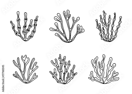 sea edible underwater algae vector sketch. black hand-drawn insulated drawing
