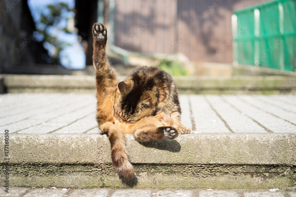 Obraz premium 毛づくろいをする野良猫（日本・広島県・尾道）