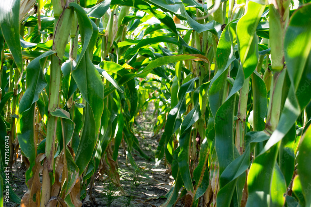 Field of green corn with young leaves and trunks. Field of green corn with young leaves and trunks.
