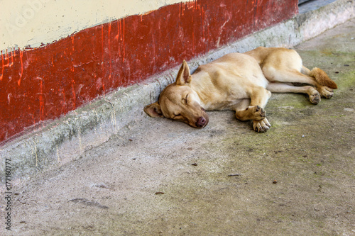 Sleeping dog in the street © Dimitri