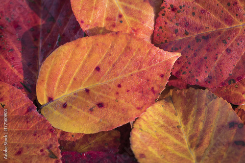 Extreme closeup macro of an colorful autumn leaf with fine detail. Nature background.