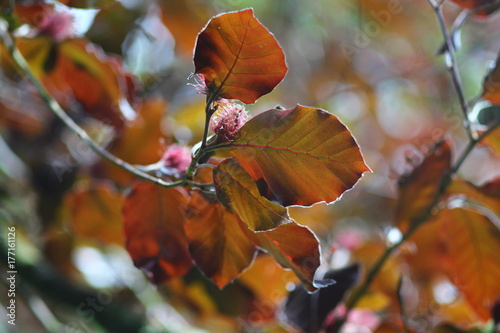 Copper beach  (Fagus sylvatica Purpurea) leaves on branches foliage. Spring nature background in red purple coloures.
