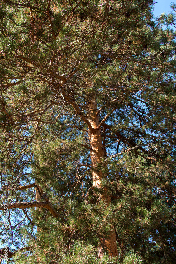 Fototapeta premium pine close-up on a summer day