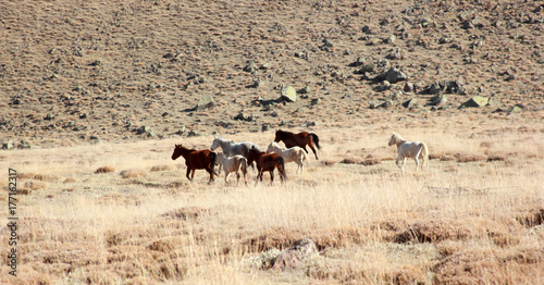 Wild Horses  © Kybele