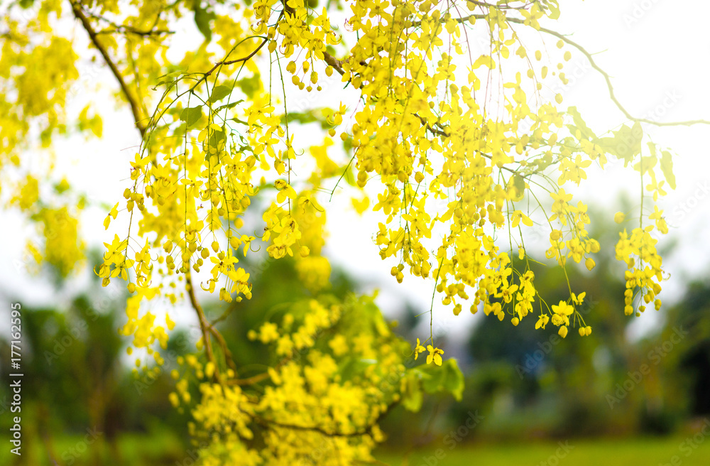 Yellow flowers on the trees background