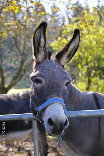 Esel auf der Koppel, Weide, mit Halfter photo