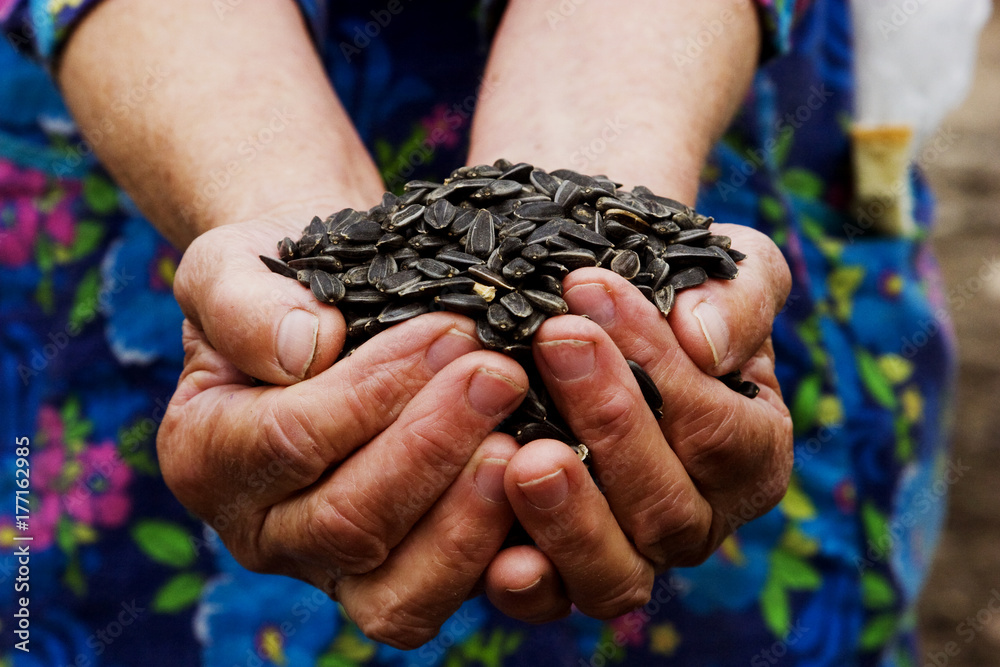 Old granny's hands with sunflower seeds close-up