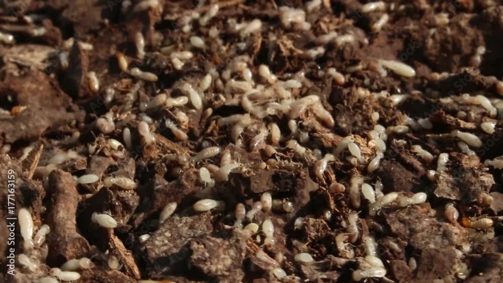 Termites in the nest, rotation Termites in the nest, rotation
