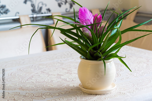 Pink Tillandsia in a room on table