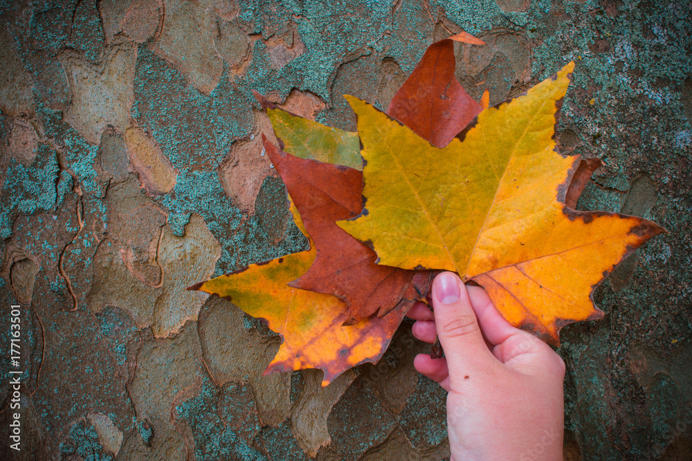 Obraz premium closeup of autumnal leaf in hand on wooden background