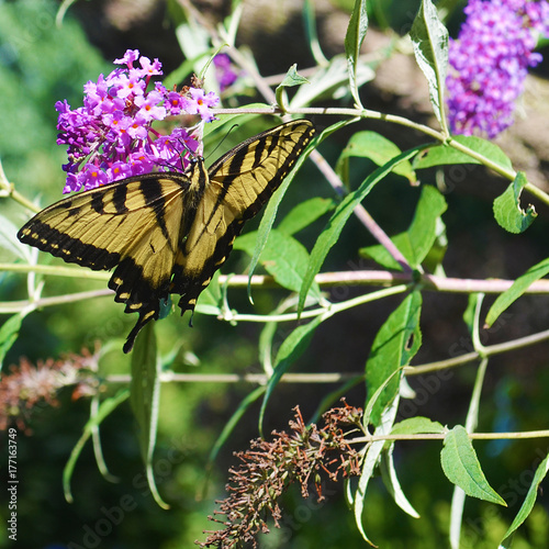 Swallowtail butterfly on a butterfly bush