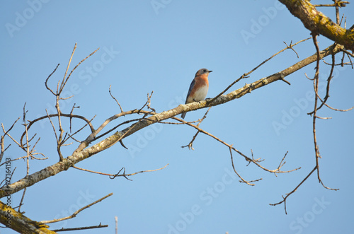 Bluebird on a branch