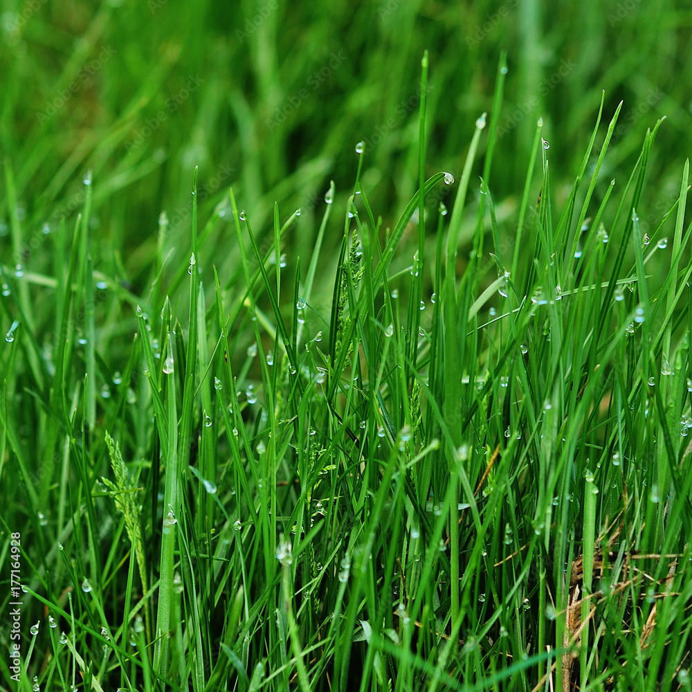 Close-up image of spring green grass