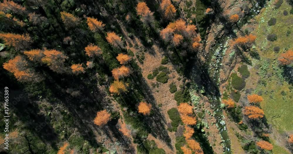 Overhead aerial top view over orange and red larch tree forest woods and creek in sunny autumn.Alps outdoor colorful nature scape mountains wild fall establisher.4k drone flight establishing shot Overhead aerial top view over orange and red larch tree forest woods and creek in sunny autumn.Alps outdoor colorful nature scape mountains wild fall establisher.4k drone flight establishing shot