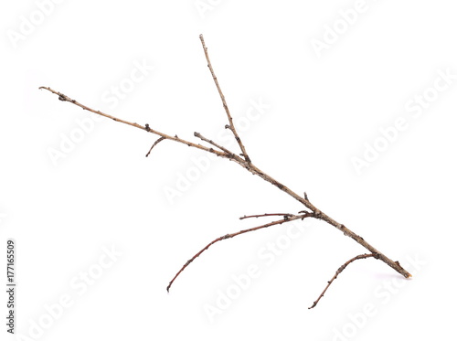 Dry branch isolated on white background