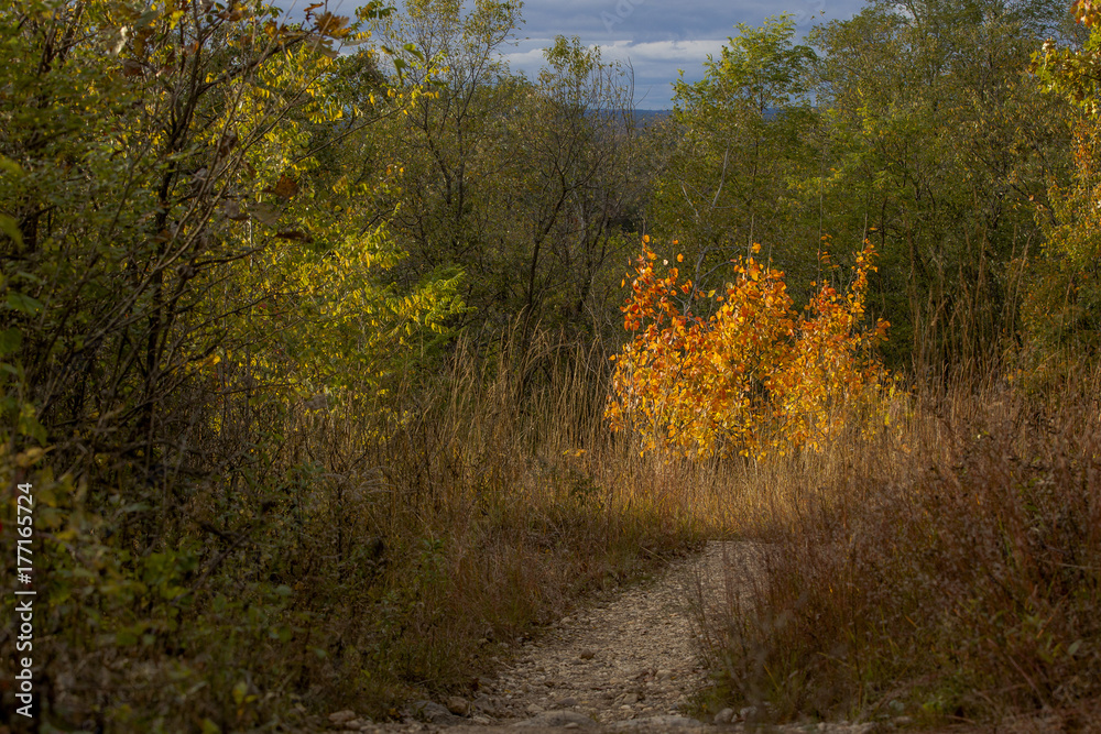 A group of three golden aspen trees along a trail in Wisconsin are brightly lit by the sun. A group of three golden aspen trees along a trail in Wisconsin are brightly lit by the sun.