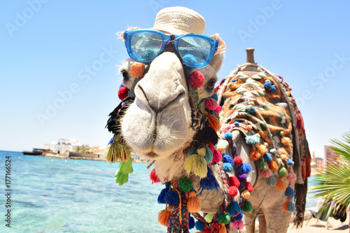 Camel called Romeo in Egyptian city Hurghada photo
