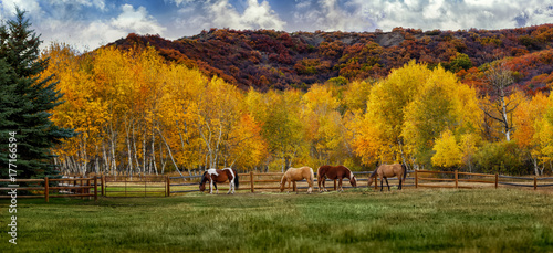 Horses on a colorado farm in automn