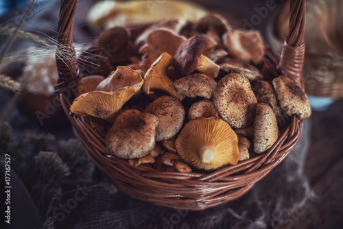 Different mushrooms in the ...