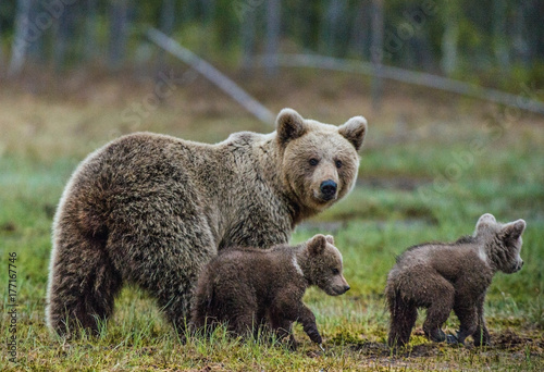 She-Bear and Cubs of Brown bear on the swamp in the summer forest. Natural green Background