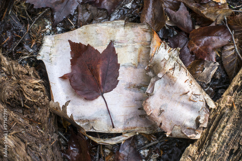 Autumn Sill Life with Birch Bark and Maple Leaf