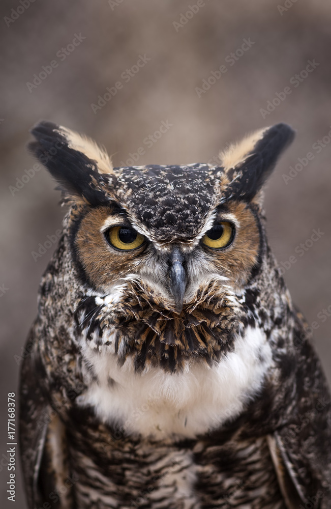 Great Horned Owl