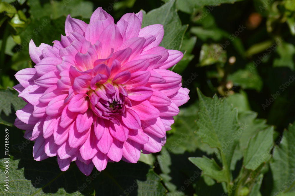 Dahlia flower