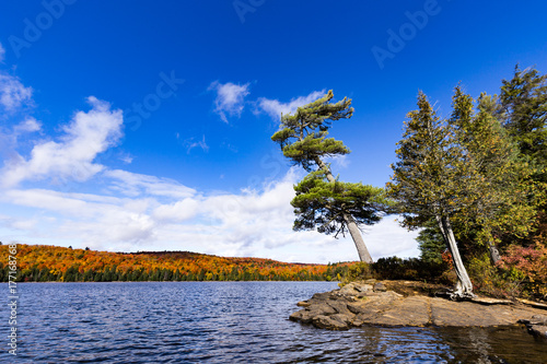 Big tree in Algonquin Park, Ontario
