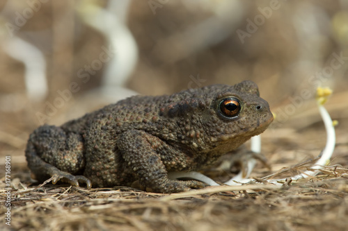 Common Toad (Bufo bufo)/Juvenile Toad in long dry yellow grass stalks