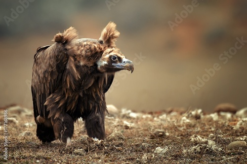 Cinereous vulture. Portrait photo