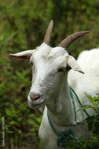White Nanny Goat © Robert