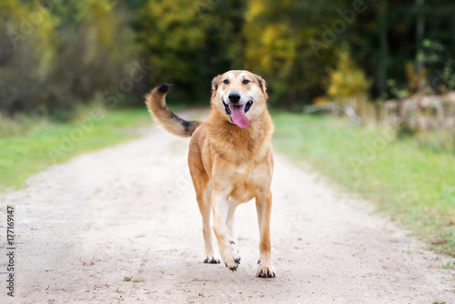 happy mixed breed dog walking outdoors