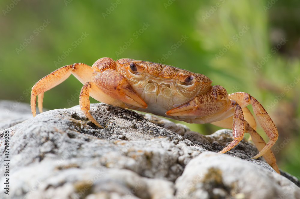 Freshwater Crab (Potamon potamios)/Potamon Potamios Freshwater Crab in stony riverbed