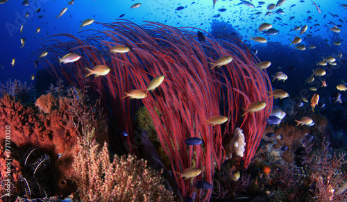 coral reef