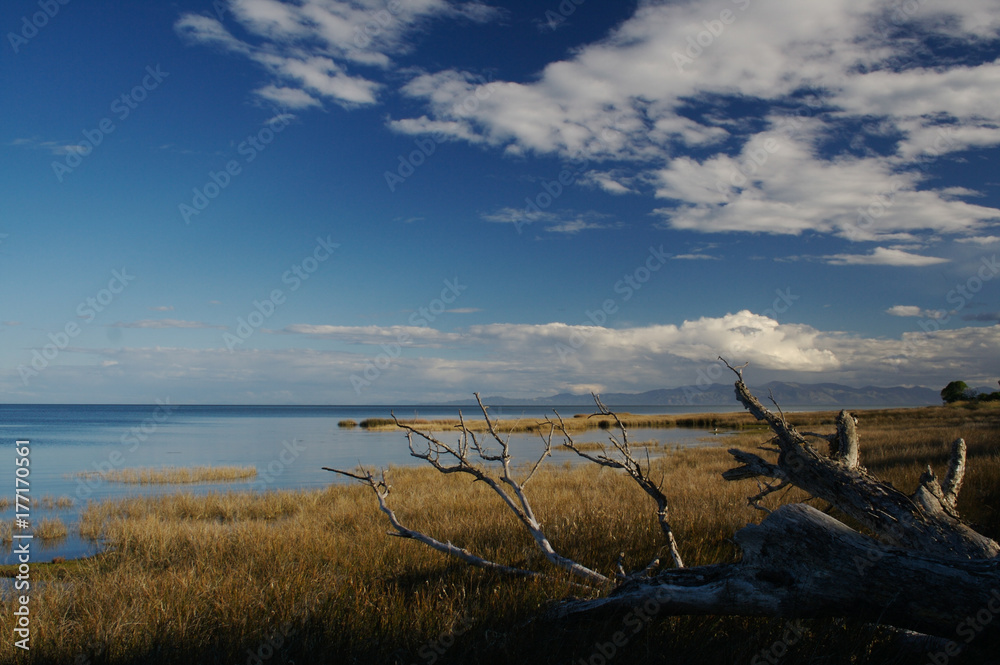 NZ nature 