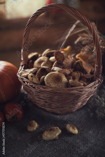 Different mushrooms in the ...