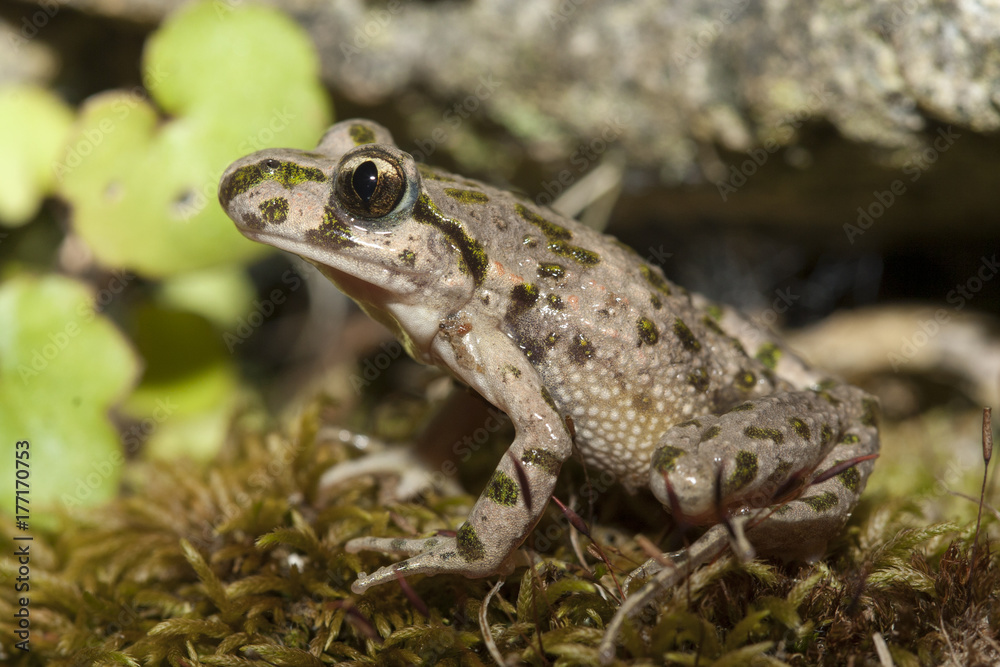 Fototapeta premium pelodyte ponctué pelodytes punctatus