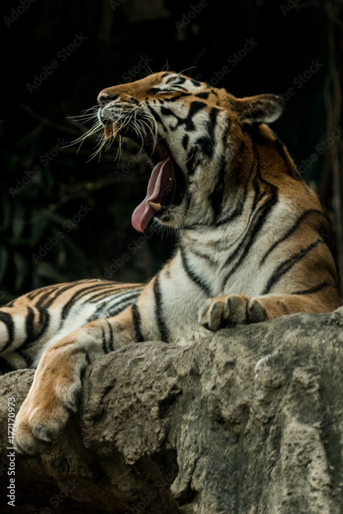 Tiger Tiger