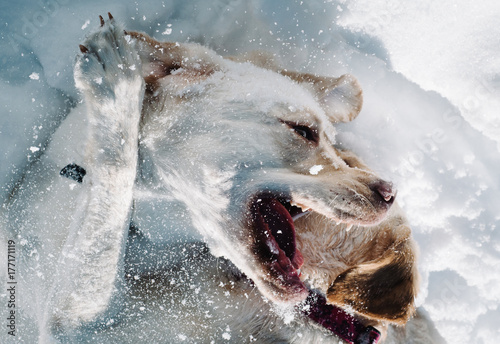 Dogs playing and wrestling in snow during winter