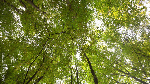 Under Trees Looking Up In A Forest photo